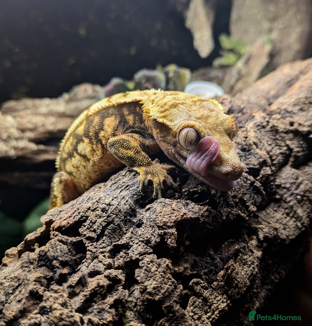 Gecko reptiles for sale: Cream Harley Quinn  - Image 2