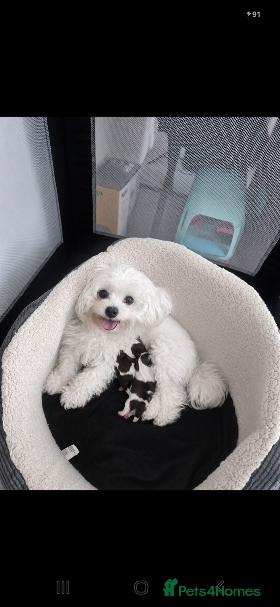 Malshi dogs Rare Malshi Puppies – Maltese  - Advert 1