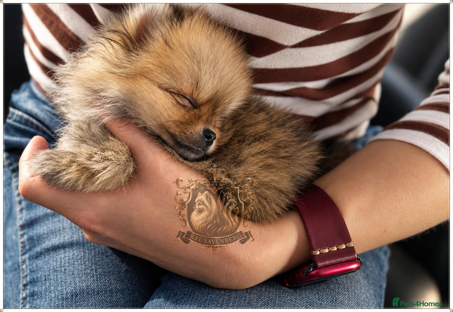Pomeranian dogs UNREAL SUPER TINY MINI POMERANIANS RKC - Advert 3