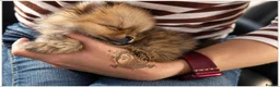 Pomeranian dogs for sale: SUPER TINY MINI POMERANIANS RKC - Advert 7