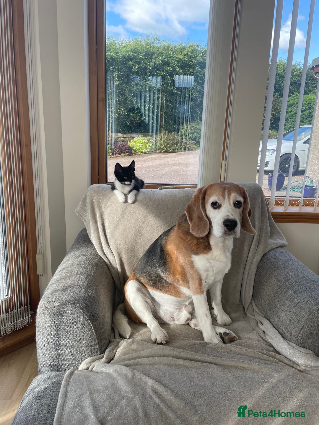 Beagle dogs for sale: Scooby - Image 2