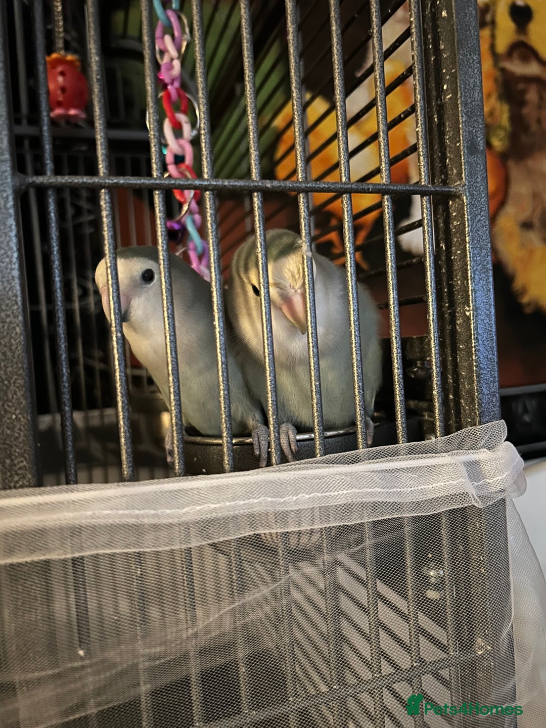 Lovebirds birds for sale: Two bonded lovebirds FOR SALE  - Image 2