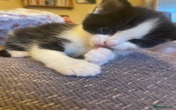 British Longhair cats for sale: British Longhair x domestic black white kittens - Image 1