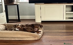 Miniature Dachshund dogs for sale: READY NOW - short haired miniature dachshunds  - Image 25