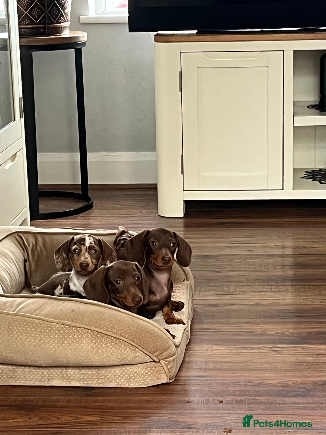 Miniature Dachshund dogs for sale: READY NOW - short haired miniature dachshunds  - Image 25