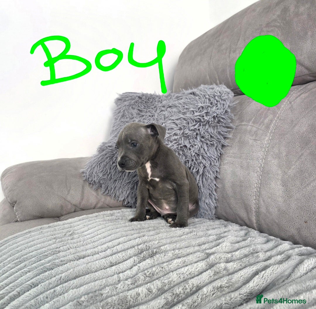 Staffordshire Bull Terrier dogs Staffordshire bull terrier pups  - Advert 6