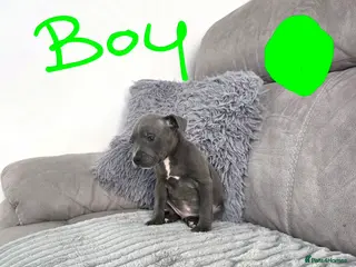 Staffordshire Bull Terrier dogs Staffordshire bull terrier pups - Advert 6
