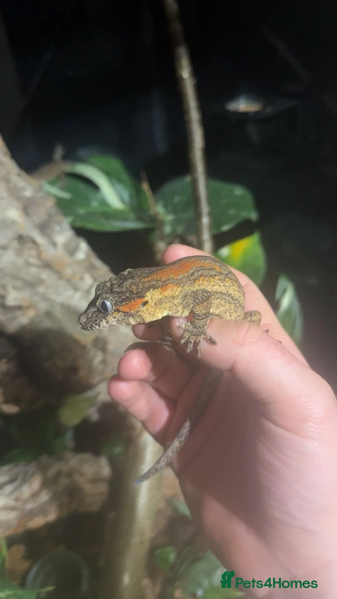 Gecko reptiles for sale: Red blotched gargoyle gecko and normals - Advert 2