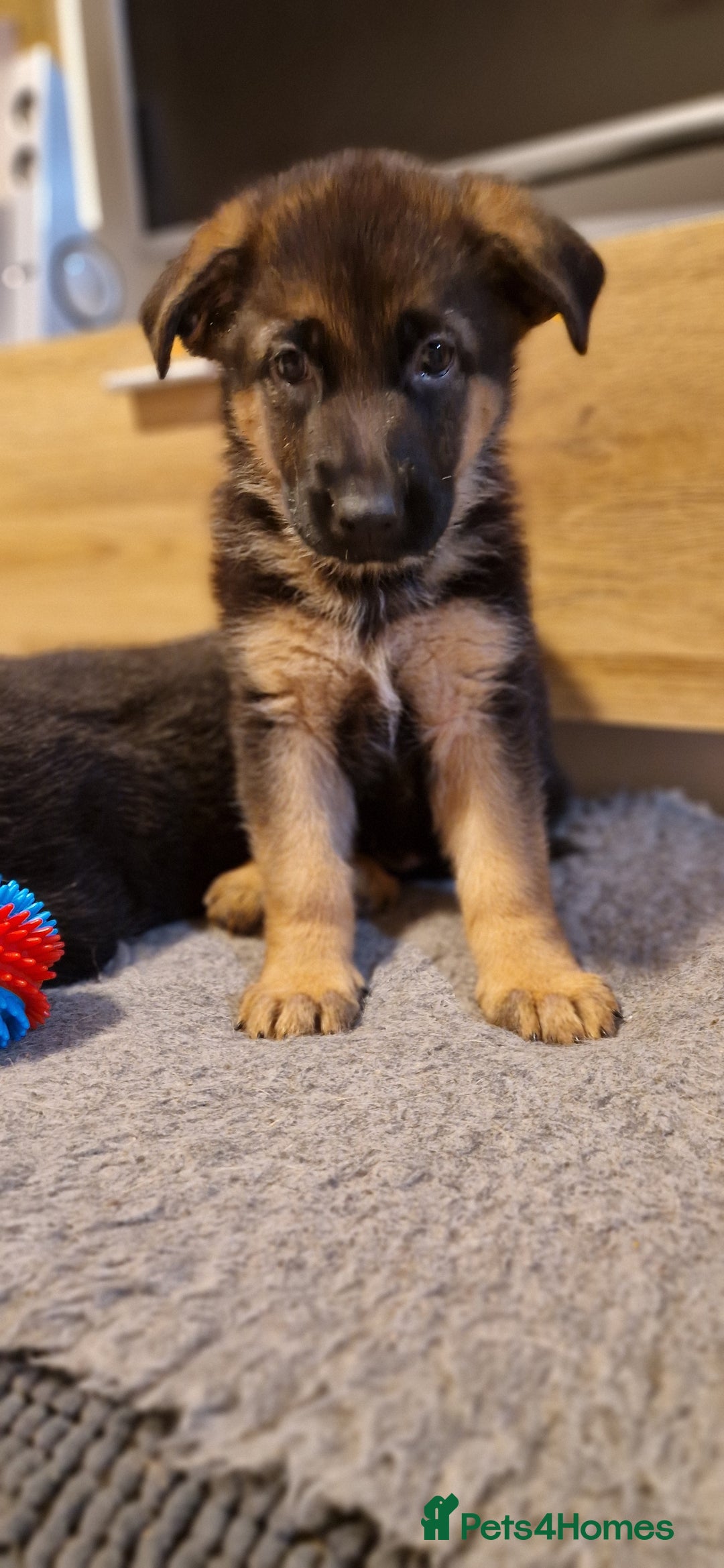 German Shepherd dogs for sale: KC registered German shepherd puppies - Image 12