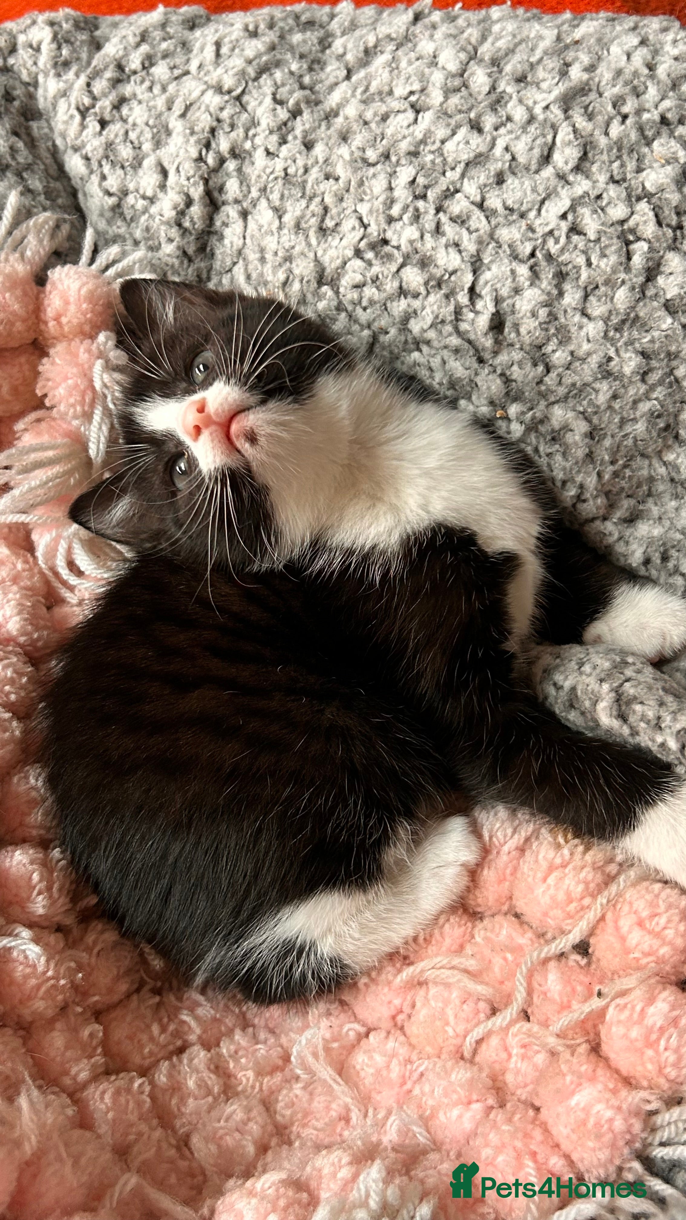 British Shorthair cats 4 kittens for sale  - Advert 2