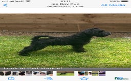 Miniature Schnauzer dogs for stud: KC MAC Black Miniature Schnauzer stud dog - Image 4