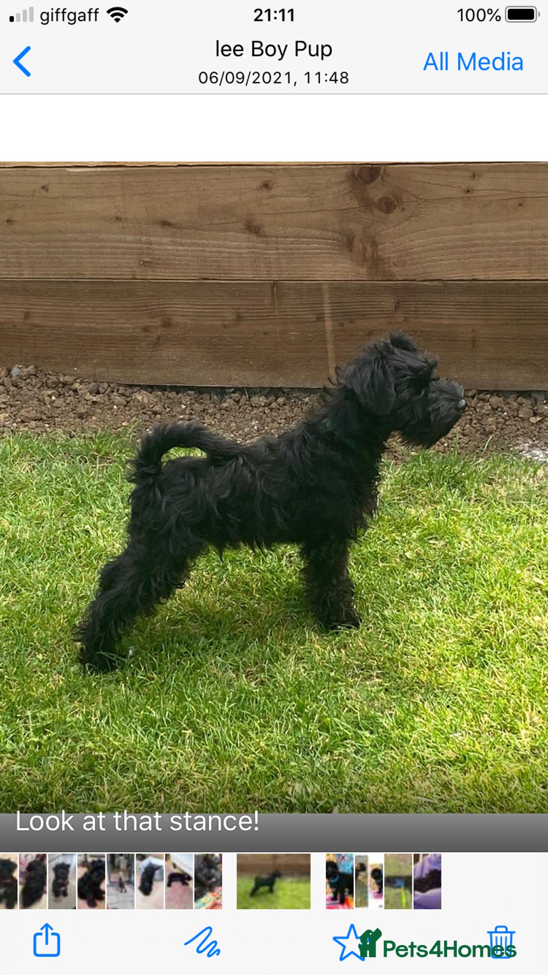Miniature Schnauzer dogs for stud: KC MAC Black Miniature Schnauzer stud dog - Image 4