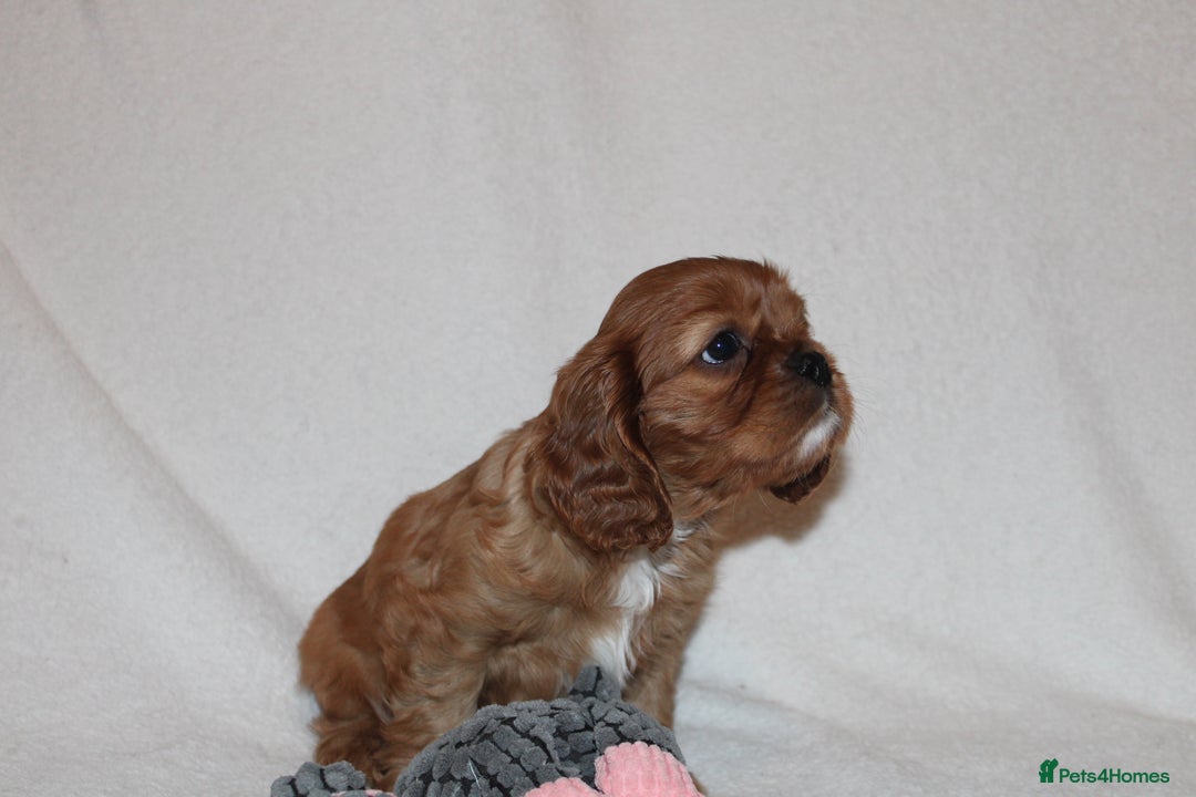 Cavalier King Charles Spaniel dogs for sale: Gorgeous Cavalier King Charles Spaniel puppies - Image 5