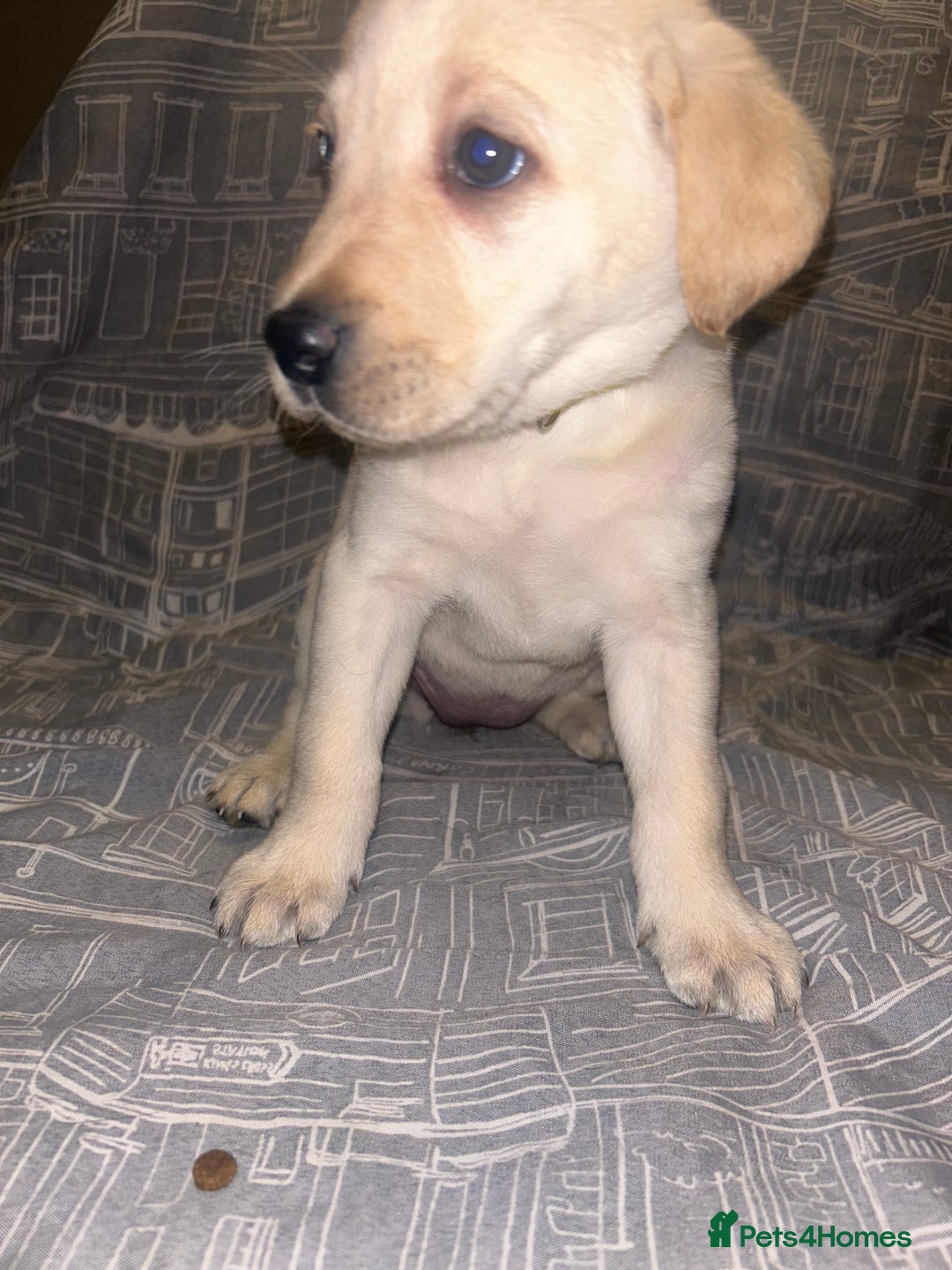 Labrador Retriever dogs for sale: 8 Labrador puppies for sale 🤍 - Advert 22