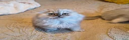 Scottish Fold cats for sale: Scottish fold and straight ear kitten's 😻 - Advert 11