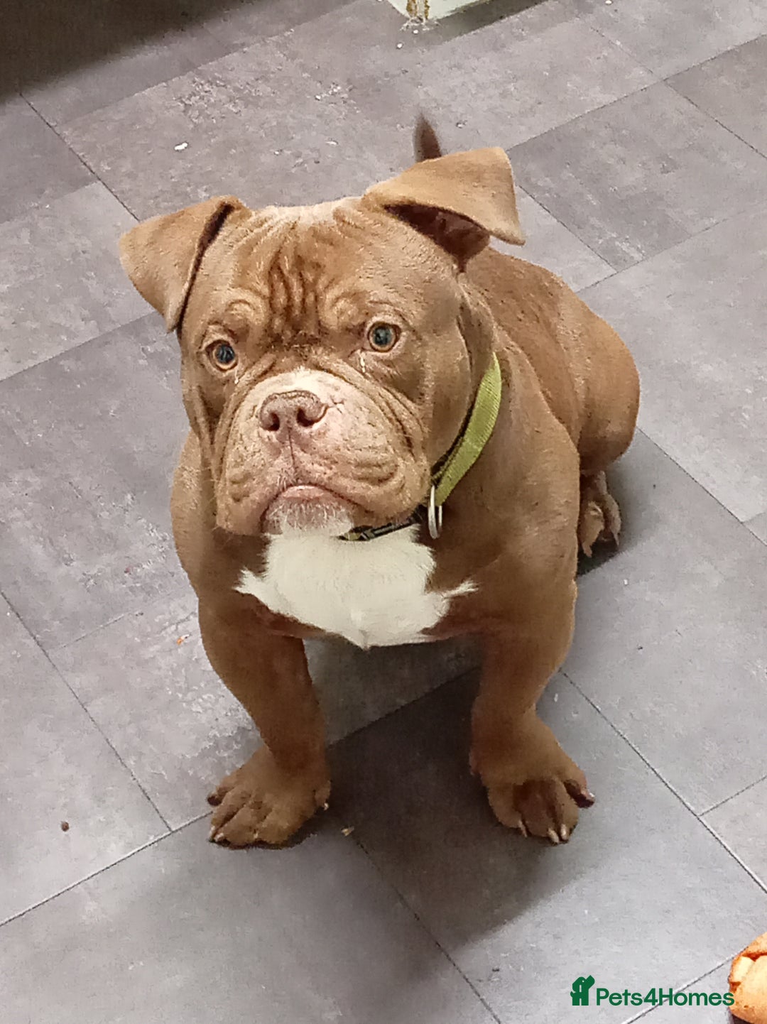 Mixed Breed dogs for sale: Year old micro exotic male - Advert 5