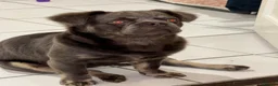 French Bulldog dogs for stud: Fluffy lical frenchie - Advert 5