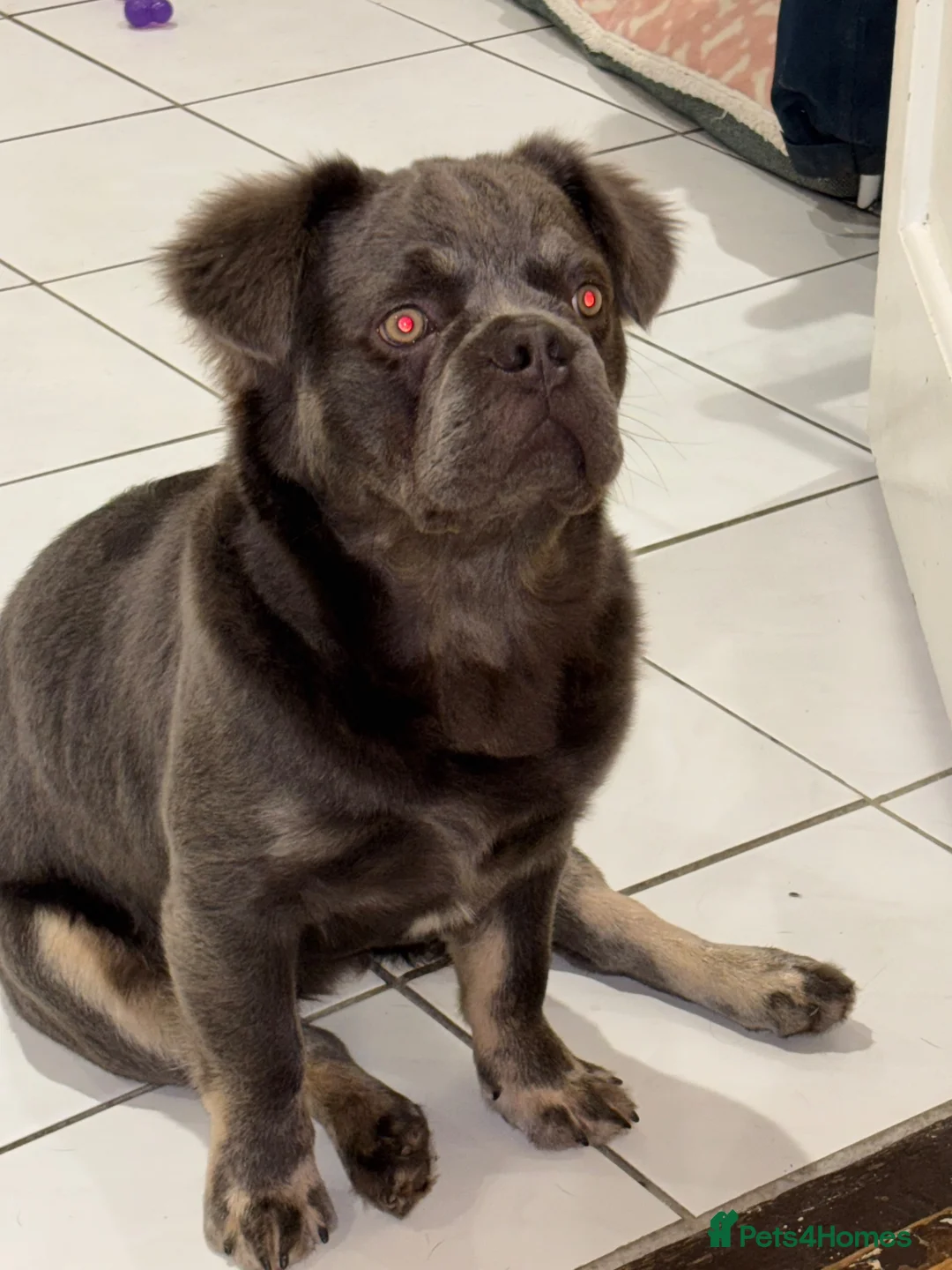 French Bulldog dogs for stud: Fluffy lical frenchie - Advert 5