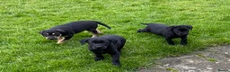 Labrador Retriever dogs for sale: Beautiful KC Reg bitch puppies - Advert 7