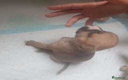 Mixed Breed dogs for sale: Frenchie X staffy - Image 26