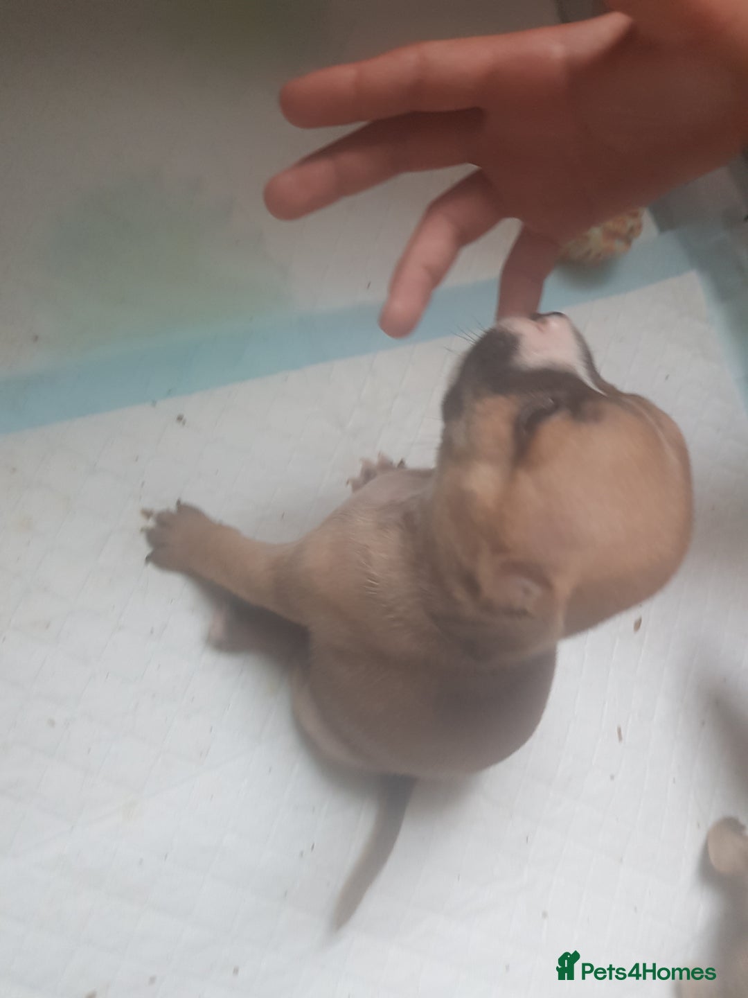 Mixed Breed dogs for sale: Frenchie X staffy - Image 26