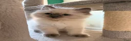 Ragdoll cats for sale: GCCF Ragdoll pedigree kittens blue point  - Advert 14