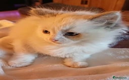 Ragdoll cats for sale: 2 ragdolls for sale - Image 2