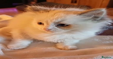 Ragdoll cats - Advert 13