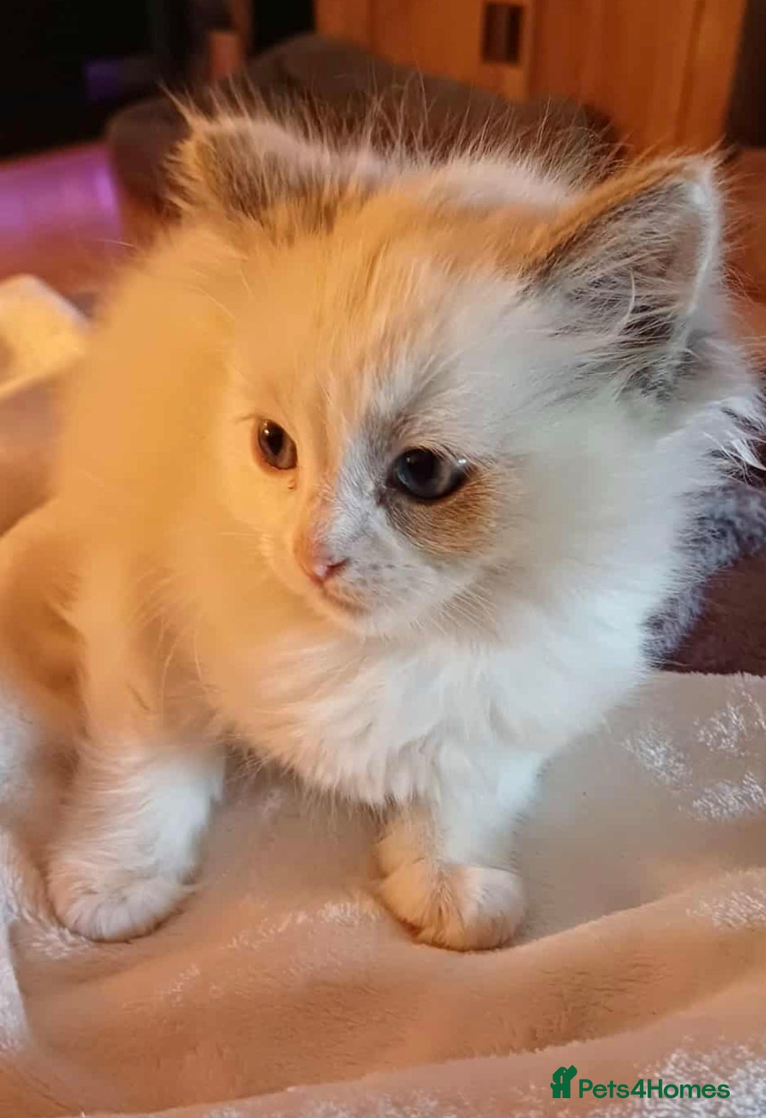 Ragdoll cats for sale: 2 ragdolls for sale - Image 2