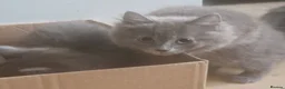 Mixed Breed cats for sale: Beautiful grey kittens - Advert 4
