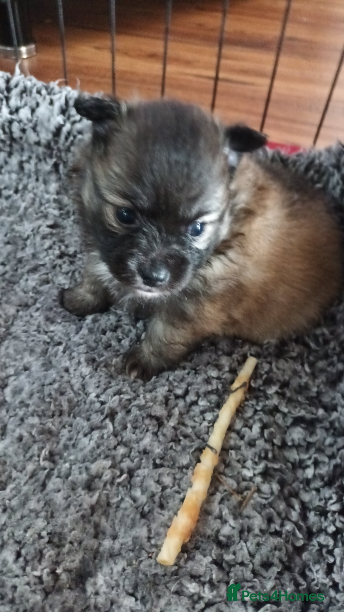 Pomeranian dogs for sale: 4 boy pomeranian, Russian line - Advert 7