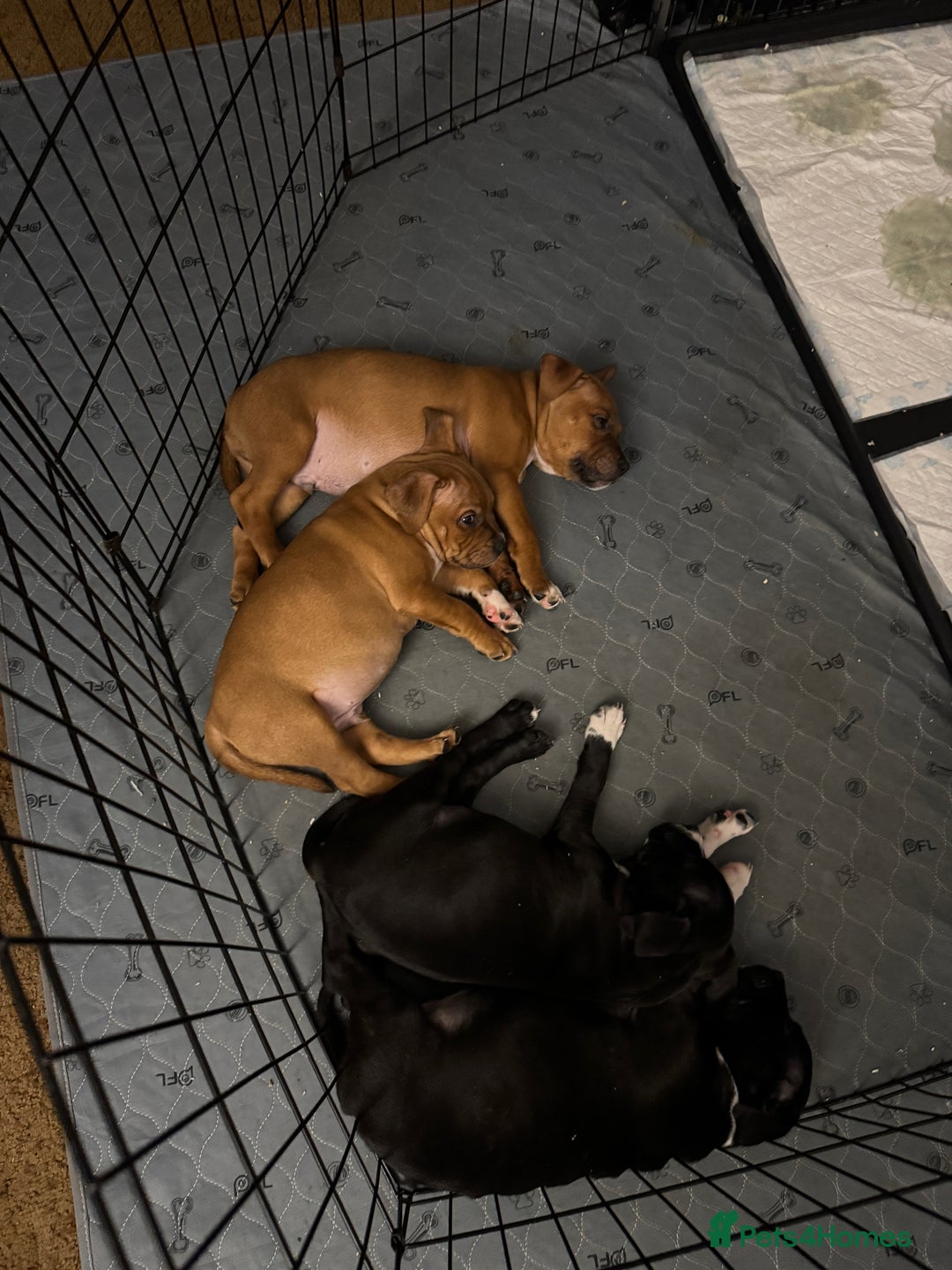 Staffordshire Bull Terrier dogs for sale: Staffordshire Bull Terrier Puppies - Image 3