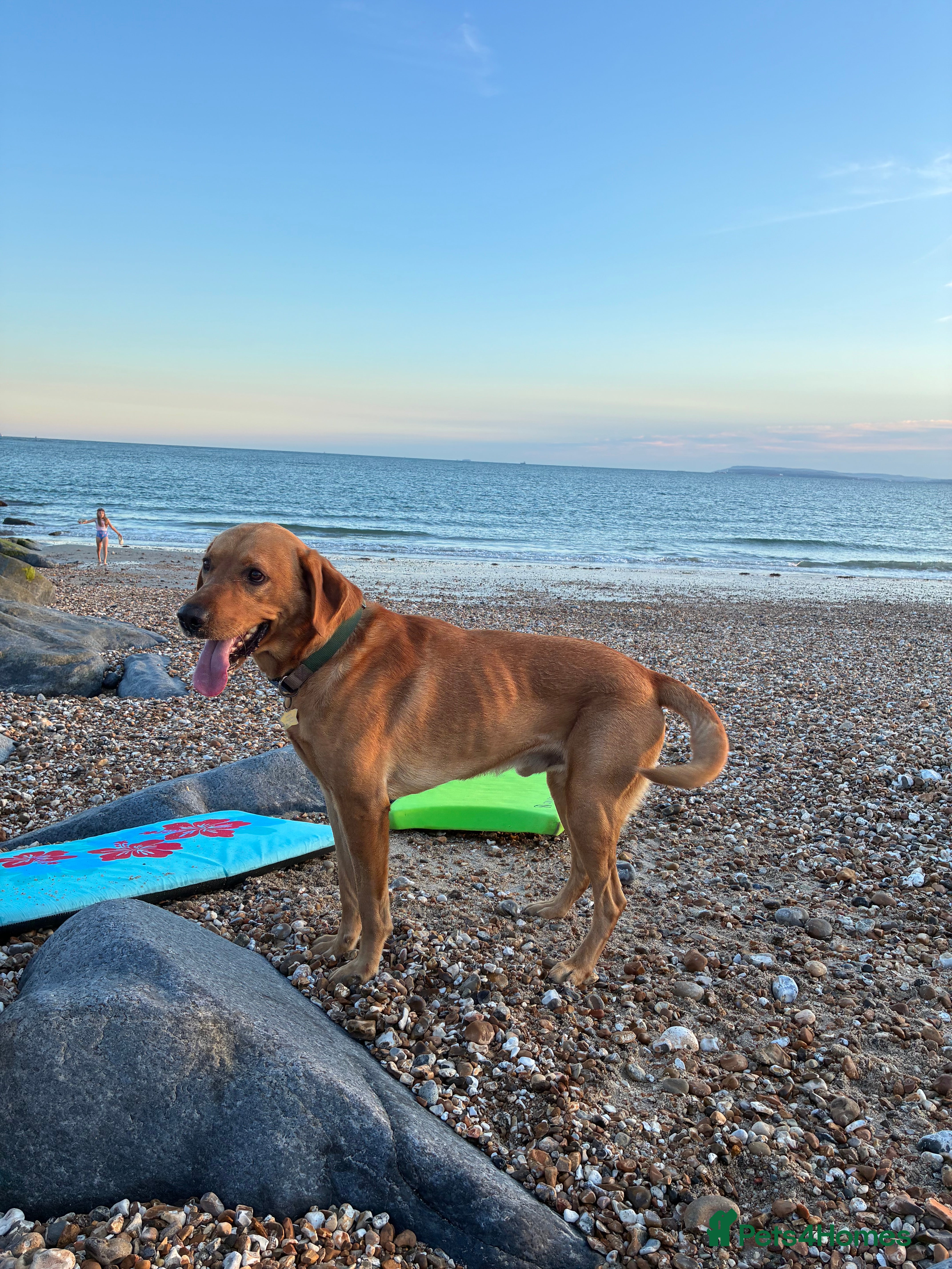 Labrador Retriever dogs Rehoming our beloved Labrador in Newbury - Advert 1