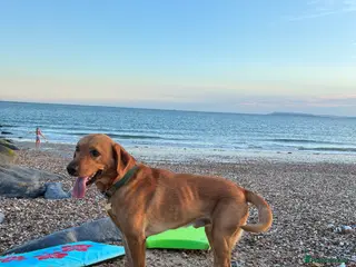 Labrador Retriever dogs Rehoming our beloved Labrador in Newbury - Advert 1