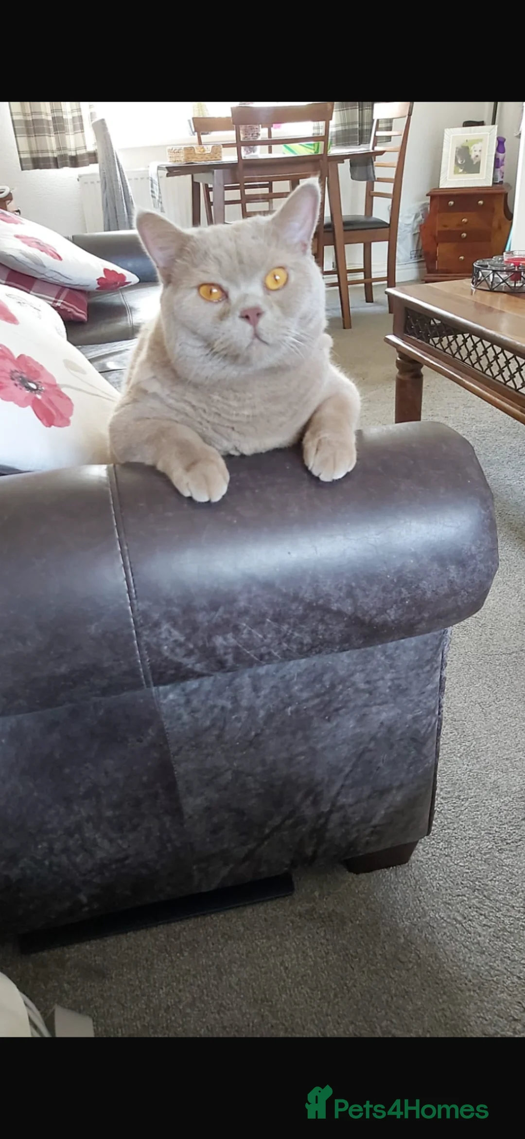 British Shorthair cats for sale: Bruno  in Tamworth - Advert 1