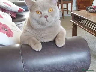 British Shorthair cats Bruno - Advert 1