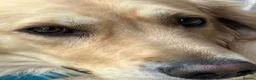 Golden Retriever dogs for sale: Gentle golden looking for a new family. in Taunton - Advert 9