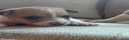 Jack Russell dogs for sale: Beautiful Jack Russell puppies in Robertsbridge - Advert 5