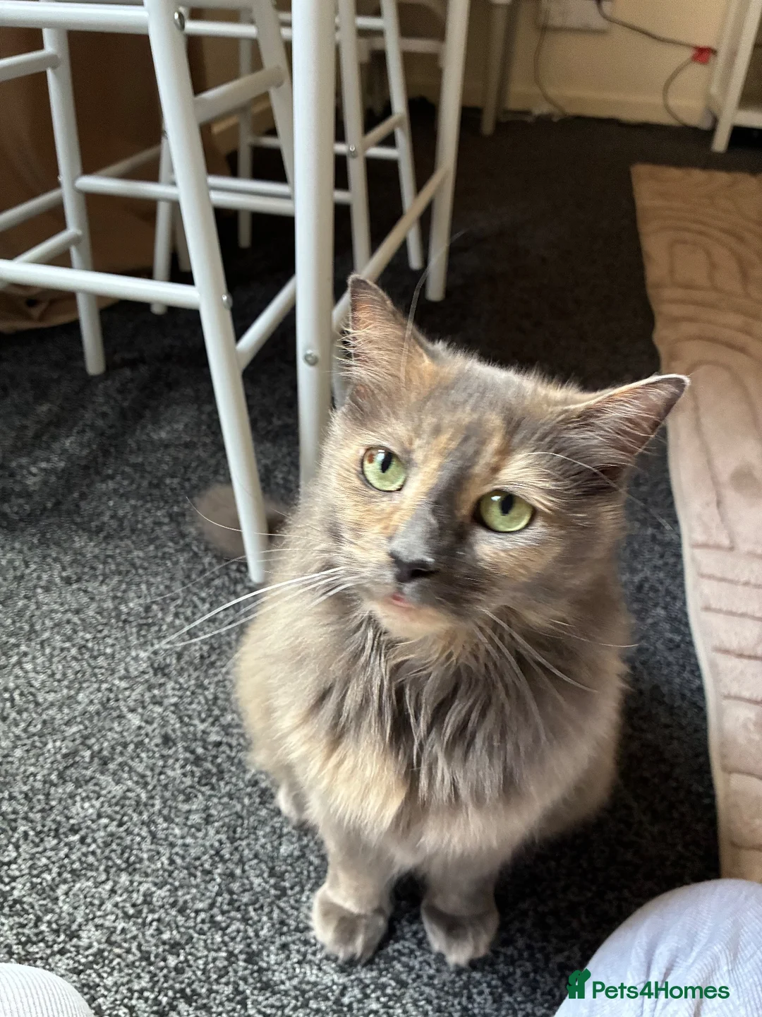 Mixed Breed cats for sale: Gorgeous 11 year-old female cat (Patchy)  - Advert 2