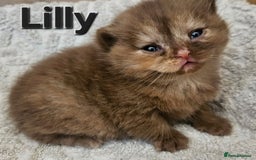 British Shorthair cats for sale: British short hair kittens.  - Image 4