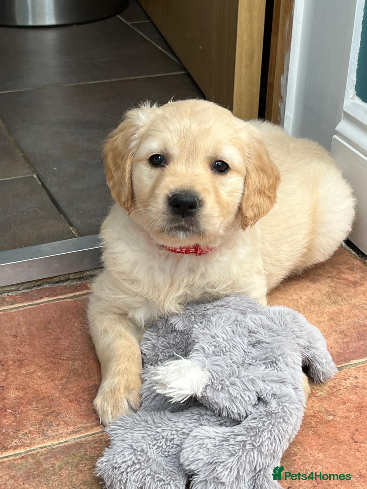 Golden Retriever dogs Ready Now 1Girl Kennel Club Golden Retriever Puppy - Advert 2