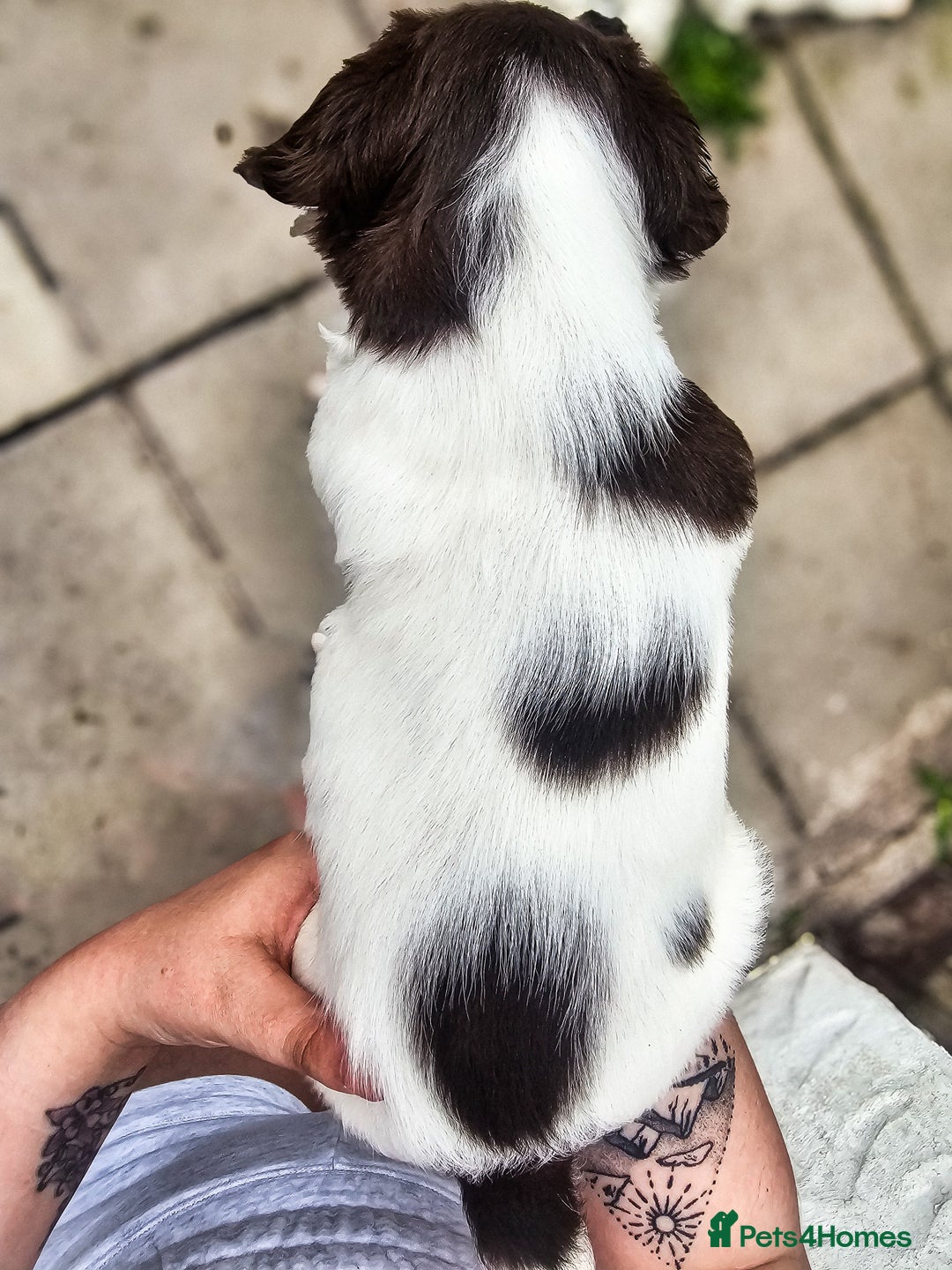 English Springer Spaniel dogs for sale: Ready now KC Reg Working Springer Spaniel Puppies - Image 19