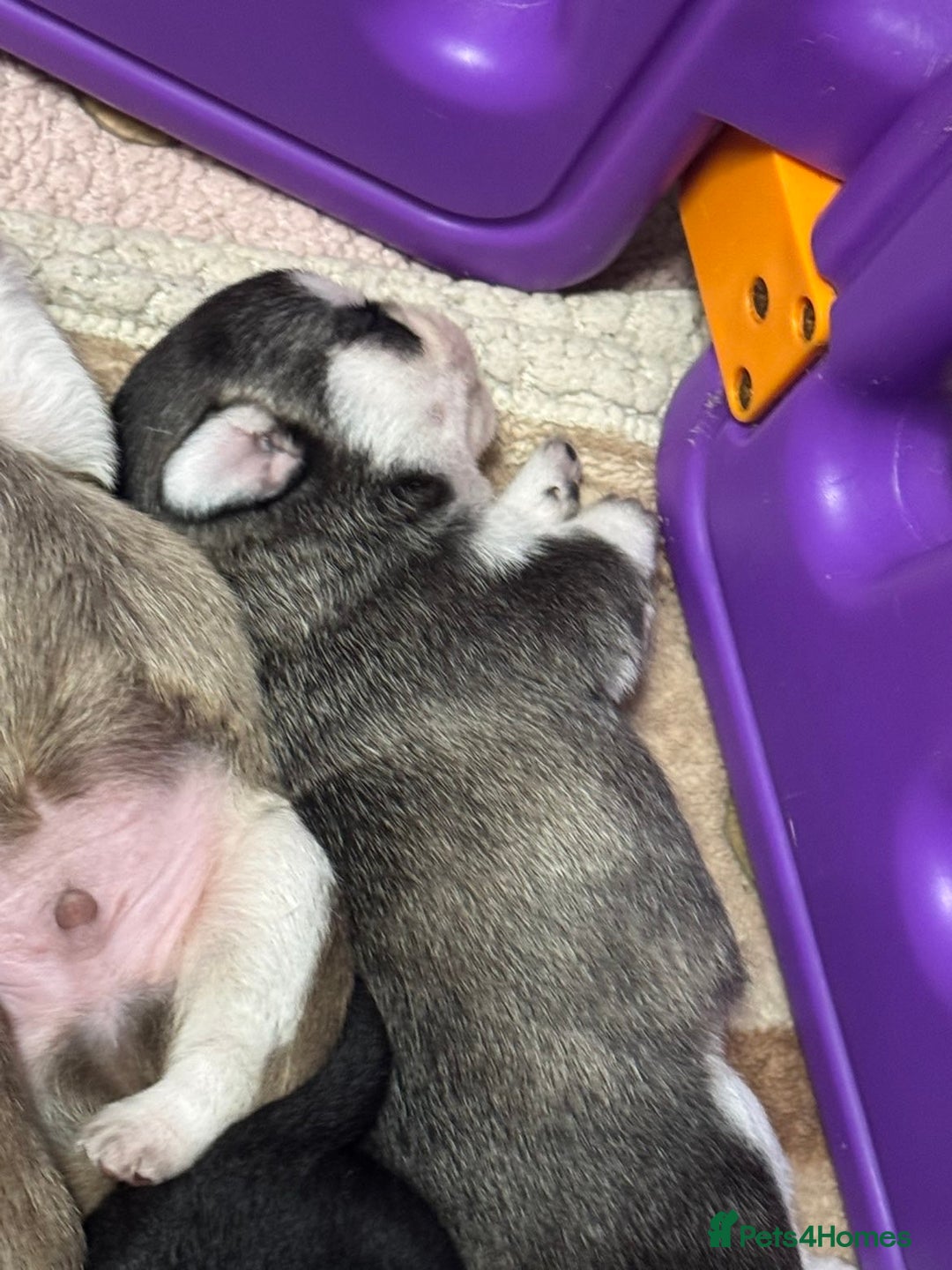 Pug dogs for sale: Pug 1 boy kc  - Advert 7