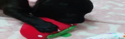 Staffordshire Bull Terrier dogs for sale: Exceptional Staffordshire bull Terrier Puppies - Advert 16