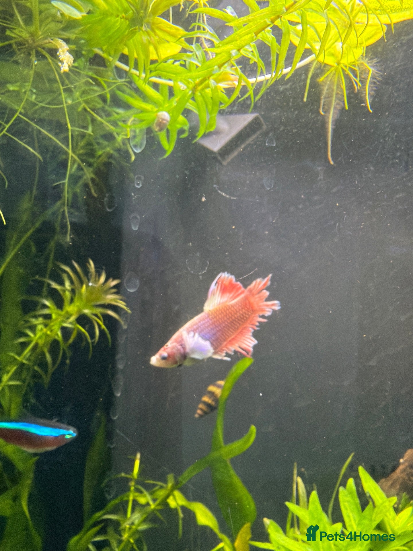 Bettas fish Rescue betta - Advert 2