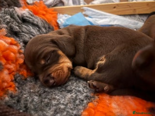 Miniature Dachshund dogs 4 beautiful miniature dachshunds - Advert 16