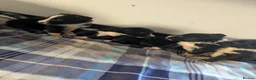 Border Collie dogs for sale: Isds registered border collie pups  - Advert 24