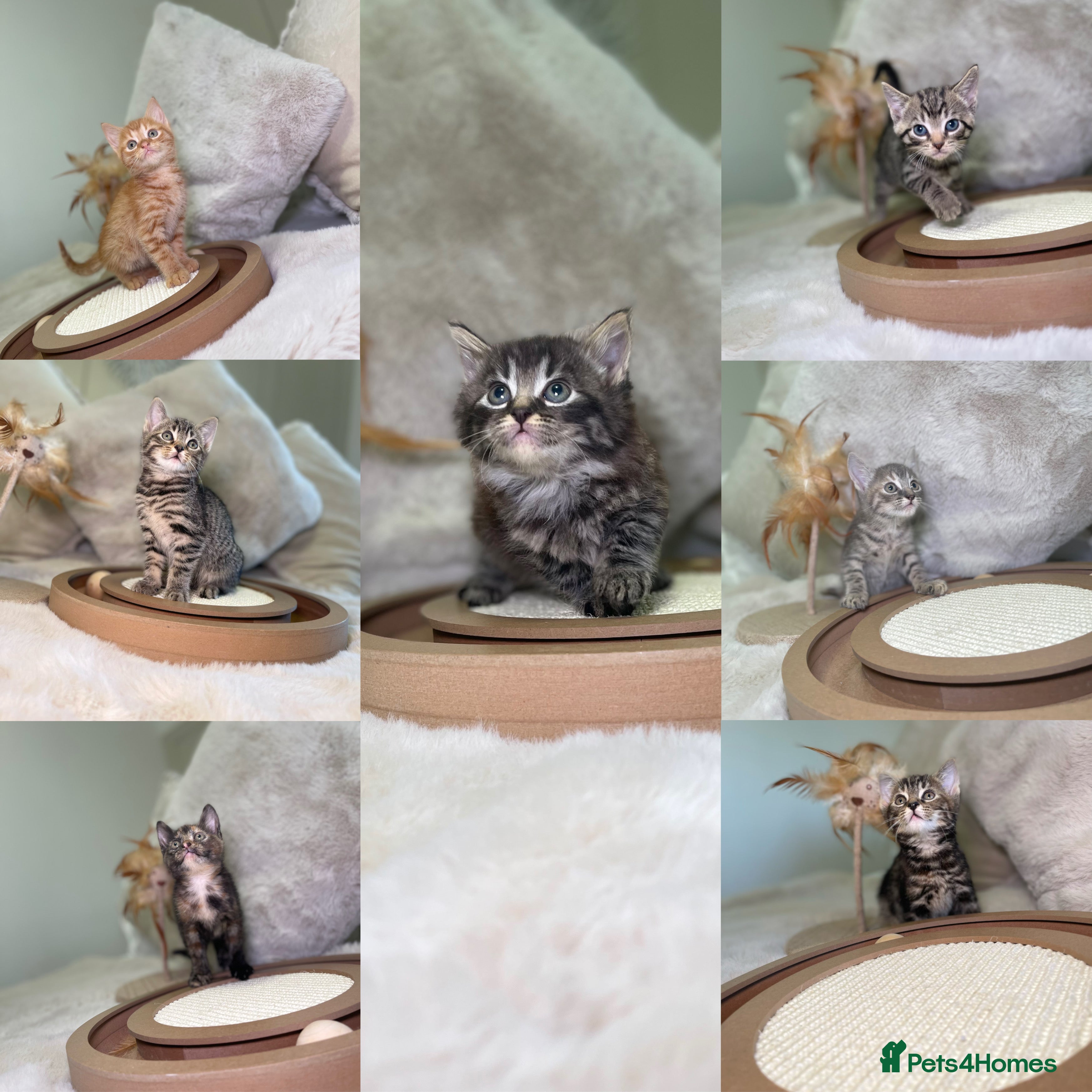 Mixed Breed cats Stunning kittens 8 weeks old ready now  - Advert 2