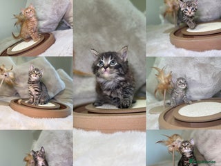 Mixed Breed cats Stunning kittens 8 weeks old ready now - Advert 2