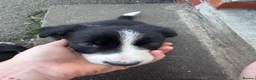 Border Collie dogs for sale: Male Border Collies - Advert 3